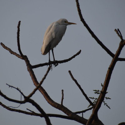Bird at beach
